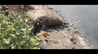 திருவொற்றியூர்: எண்ணூர் கொசுத்தலை ஆற்றில் சேற்றில்bசிக்கிக்கொண்ட இரண்டு எருமை மாடுகள் உயிரிழந்தது