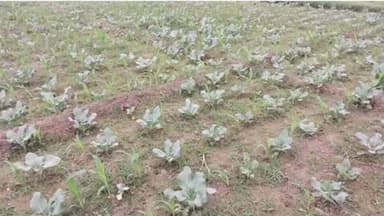 रानीगंज: दोहरी फसल उपजाकर, सवार रहे हैं किसान अपनी तकदीर