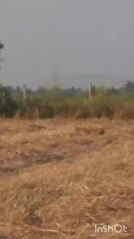 ಅಜ್ಜಂಪುರ: ಎರೆ ಹೊಸೂರು ಗ್ರಾಮದ ರಾಗಿ ಹೊಲದಲ್ಲಿ ಚಿರತೆ ಪ್ರತ್ಯಕ್ಷ.! ಸ್ಥಳೀಯಲ್ಲಿ ಚಿರತೆ ಭೀತಿ.!