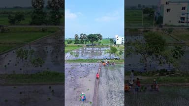 நெல் நடவு விவசாயிகள்.. #kallakurichicity