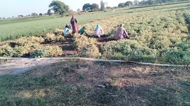 दो बदमाशों ने कैलाश यादव के खेत में रात रात को दवाई डालकर फसल को पूरी तरह से नष्ट कर दिया अभी तक कोई कार्रवाई नहीं हुई