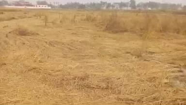 शिवसागर: मोथा तूफान ने किसानों की फसल पर डाला असर, धान के दाम में आई भारी गिरावट, किसान चिंतित