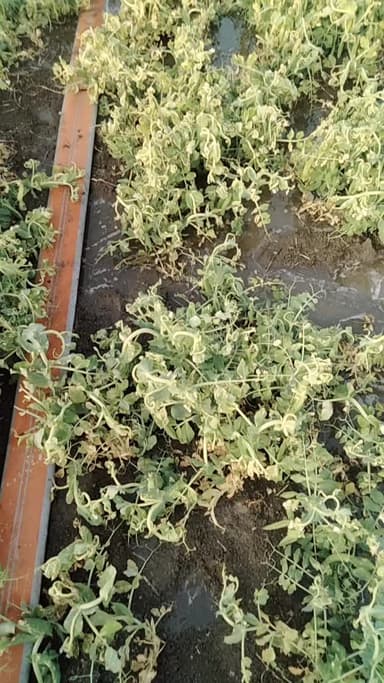 थाना भाट पचलाना के गांव बरथून में कैलाश यादव के खेत में दो बदमाशों ने रात को दवाई छिड़क कर फसल पुरी तरह से नष्ट कर दीं