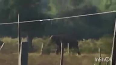 ಮೂಡಿಗೆರೆ: ದೊಡ್ಡ ಕುಂದೂರಲ್ಲಿ ಒಂಟಿ ಸಲಗ ಪ್ರತ್ಯಕ್ಷ.! ಪಟಾಕಿ ಸಿಡಿಸಿ ಸಲಗ ಹಿಮ್ಮೆಟ್ಟಿಸಿದ ಜನ.!