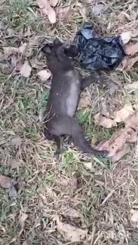 ಚಿಕ್ಕಮಗಳೂರು: ಕಣತಿ ಸಮೀಪ ರಸ್ತೆಗೆ ನಾಯಿ ಮರಿಗಳನ್ನ ಬಿಟ್ಟು ಹೋದ ಪಾಪಿಗಳು.! ಸಾವು ಬದುಕಿನ ನಡುವೆ ಹೋರಾಡ್ತಿರುವ ಮೂಕ ಜೀವಿಗಳು.!