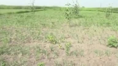 விளாத்திகுளம்: புதூர் பகுதிகளில் சின்ன வெங்காயத்திற்கு திரிகள் நோயால் பாதிப்பு விவசாயிகள் நிவாரணம் வழங்க கோரி