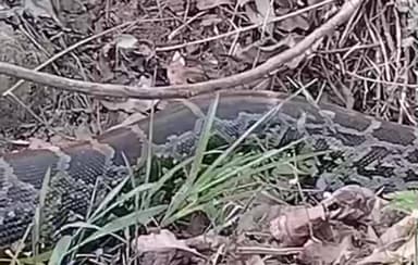 ಸೂಪಾ: ಮೌಳಂಗಿಯ ಕೃಷಿ ಜಮೀನಿನಲ್ಲಿ ಬೃಹತ್ ಗಾತ್ರದ ಹೆಬ್ಬಾವು ಪ್ರತ್ಯಕ್ಷ