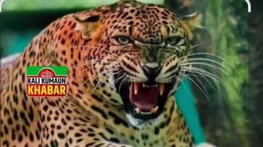 लोहाघाट की ठाटा ग्राम सभा मे महिला में गुलदार ने किया हमला बाल बाल बची महिला की जान