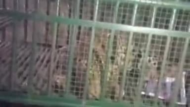 મહુવા: દેદવાસણ ગામે દીપડો પાંજરે કેદ કરચેલીયા ખાતે અજગર નું દિલધડક રેસ્ક્યુ..