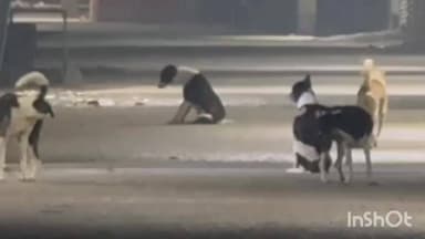 काशी चक: काशीचक प्रखंड क्षेत्र में आवारा कुत्तों का आतंक, रात में आम लोगों को हो रही परेशानी