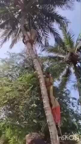 കുട്ടനാട്: കാവാലത്ത് തെങ്ങിൽ കുടുങ്ങിയ തൊഴലാളിയെ ഫയർഫോഴ്സ് രക്ഷപെടുത്ത്