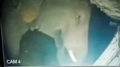 गुराबंदा: गुड़ाबांदा के चुआसोल में जंगली हाथी का आतंक, दुकान तोड़कर मचाया उत्पात, सीसीटीवी में कैद