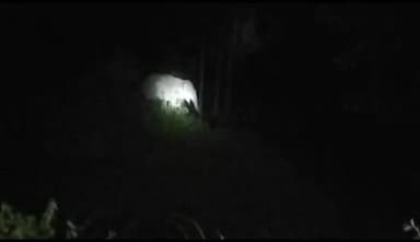 ओडगी: सूरजपुर जिले के चांदनी बिहारपुर क्षेत्र में एक दतैल हाथी कर रहा है फसल का नुकसान