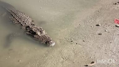 धरमपुरी: खलघाट: नर्मदा नदी तट पर फिर दिखा मगरमच्छ, लोगों में दहशत, घाट पर स्नान करने वालों से सतर्क रहने की अपील
