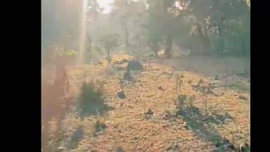 शिवपुरी: अमोला सब रेंज के जंगल में बाघ गणना शुरू, वन विभाग की टीम जंगल में उतरी