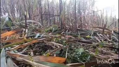 ଚମ୍ପୁଆ: ଚମ୍ପୁଆ ରେଞ୍ଜ ମଂଗଳପୂର ଗାଁ ରେ ଆଖୁ ବାଡି ଉଜାଡିଲେ ସତର ଦଳିଆହାତୀ ଓ ପଦ୍ମପୁର ରେ ଦୁଇ ଘର ଭାଗିଂଲେ ଦୂଇ ହାତୀ