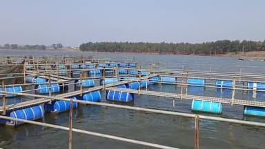 दारू: बौधा डैम में मत्स्य विभाग ने डाला 370 किग्रा बीज, ग्रामीणों को मछली मारने की छूट