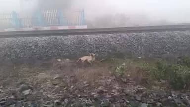 उंटारी रोड: भदुमा रेलवे गेट के पास लोकल पैसेंजर ट्रेन से आवारा कुत्ते को लगा झटका, हुआ घायल