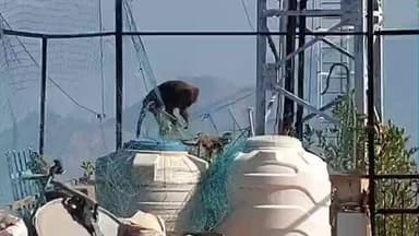 पौड़ी: रामलीला मैदान के समीप जाल में फंसे बंदर के बच्चे को लेकर बंदरों ने घंटों तक मचाया कोहराम