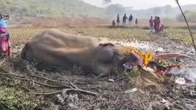 नीमडीह: चातरमा गांव: दलदल में गिरे झुंड से बिछड़े दंतेल जंगली हाथी की मौत, जांच में जुटा वन विभाग