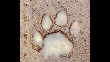 परसवाड़ा: अखिल भारतीय बाघ आकलन 2026: वन परिक्षेत्र उत्तर उकवा में सफल सर्वे, वन्यप्राणियों की सशक्त उपस्थिति के संकेत