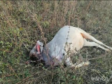 मौदा: राहडी शेतशिवारात वाघाने केली गायीची शिकार