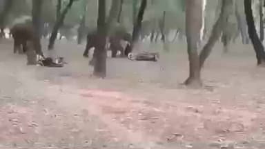 ଚମ୍ପୁଆ: ବରପଦା ଜଙ୍ଗଲ ନିକଟରେ ଦୁଇଟି ବାଇକ ଭାଙ୍ଗିଲେ ହାତୀ
