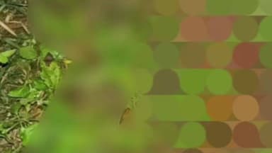 सिंदेवाही: गुंजेवाडी शेती शिवारात वाघाच्या महिला ठार