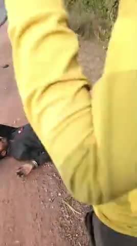 पन्ना अमझिरिया के पास जंगली जानवर से टकराई मोटर बाइक तीन लोग घायल