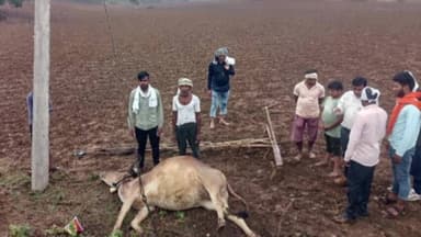 सौसर के निमनी के किसान के खेत में खंभे के तार में करंट से बैल की मौत 2साल से मुआवाजा के लिए भटक रहा