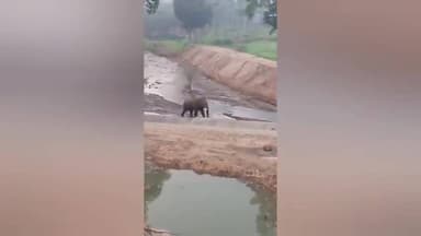 பேரூர்: நரசீபுரம் பகுதியில் காட்டு யானைகள் உணவு தேடி உலா வந்து கொண்டு உள்ளது