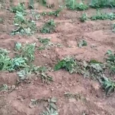 ईचागढ़: बिष्टाटांड़ गांव में जंगली हाथी का उत्पात, आलू की फसल को किया चट