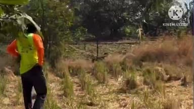 मुळशी: मुळशीत नानिवली येथे जाळीत अडकलेल्या बिबट्याला केले रेस्क्यू