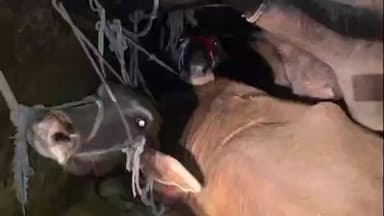 બારડોલી: કેદારેશ્વર મંદિર પાસે 17 ભેંસ ભરેલી ટ્રક ઝડપાઈ