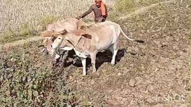 रमकंडा: धान कटाई के बाद खेतों में गेहूं की बुवाई शुरू, रबी फसल को लेकर किसानों में उत्साह