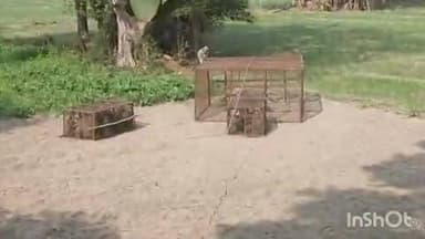 धनघटा: रामपुर छितौनी गांव में बंदरों का आतंक, ग्रामीणों के सहयोग से पकड़कर भेजा गया कुसमी जंगल