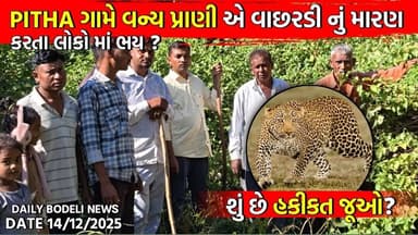 PITHA ગામે વન્ય પ્રાણી એ વાછરડી નું મારણ કરતા લોકો માં ભય? શું છે હકીકત જૂઓ? PITHA / DIPDO / maaran