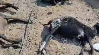 मोताळा: रिधोरा गावात 80 मेंढ्यांचा संशयास्पद मृत्यू! मेंढपाळांचे लाखोंचे नुकसान! पशुवैद्यकीय अधिकाऱ्यांनी नमुने घेतले