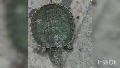 மதுரை தெற்கு: மலேசியாவில் இருந்து கடத்திவரப்பட்ட அரிய வகை சிவப்புக்காது ஆமைகள் மதுரை விமான நிலையத்தில் பெண்ணிடம் இருந்து பறிமுதல்