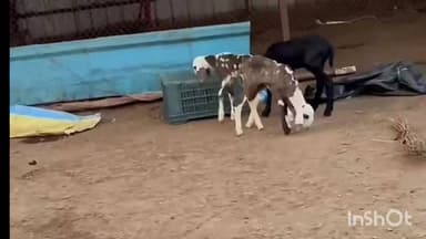 आटपाडी: करगणीत मेंढ्यांवर झालेल्या हल्ल्यानंतर साध्य फाउंडेशन संस्थापिका एडवोकेट विद्याताई मोठे यांची आर्थिक मदत