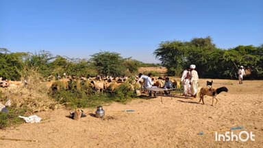 રાપર: પશુપાલન વિભાગે રાપરના જાટાવાડા ગામમાં 3650 ઘેટાં-બકરાનું રસીકરણ કર્યું