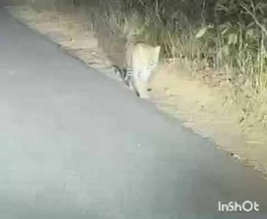 सालेकसा: परसटोला परिसरात बिबट्याचा मुक्त संचार गावकऱ्यांमध्ये भीतीचे वातावरण वनविभागाच्या नाक्याजवळच दर्शन