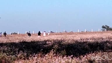 बतौली: मैनपाट की सुंदरता को और निखार रहे ताऊ के फैसले, लेकिन किसानों की फसलों को सेल्फी के चक्कर में लोग बर्बाद कर रहे