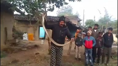 बरही: ग्राम बिचपुरा में घर पर निकला जहरीला रसल वाइपर सांप, सर्प मित्र ने किया रेस्क्यू
