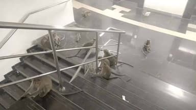 செங்கல்பட்டு: செங்கல்பட்டு மாவட்ட ஆட்சியர் அலுவலகத்தில் உள்ள குரங்குகளால் பொதுமக்களும் ஊழியர்களும் அச்சத்தில் உள்ளனர்