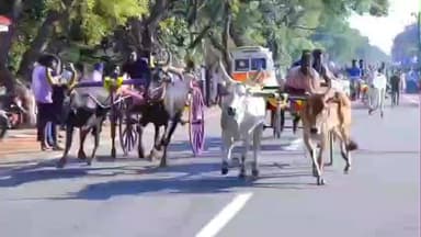 சிவகங்கை: அழகுமுத்துக்கோன்
பிறந்த நாளை முன்னிட்டு
43 ஜோடி மாட்டு வண்டி பந்தயம்