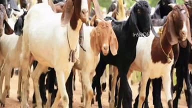 मोताळा: धामणगाव बढे परिसरात ५० हून अधिक मेंढ्यांचा संशयास्पद मृत्यू