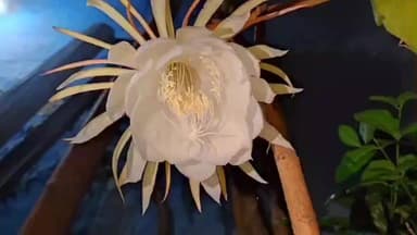 மானாமதுரை: மானாமதுரையில் இரவில் பூத்த பிரம்ம கமலம் – வழிபட்ட மக்கள்