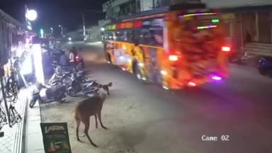 திருச்செந்தூர்: ஆத்தூர் மெயின் சாலையில் கடை முன்பு உலா வரும் அரிய வகை மான் இனமான மிளா