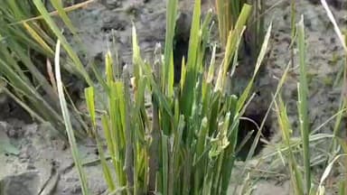 சிங்கம்புனரி: சிங்கம்புணரி அருகே நெற்பயிர்களை நாசம் செய்த கோவில் மாடுகள் – விவசாயி குடும்பம் கண்ணீர்